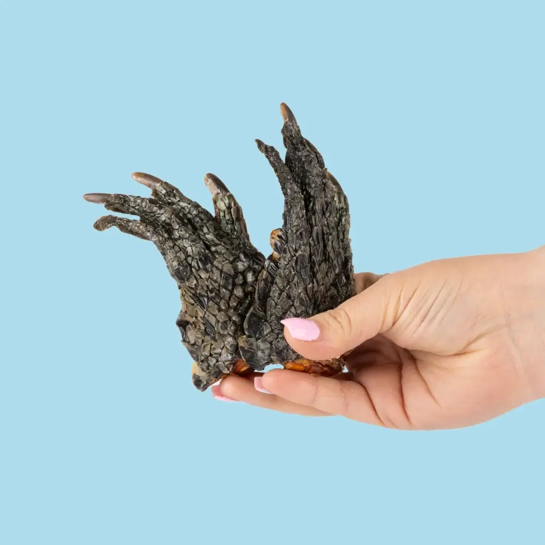 Crocodile Feet