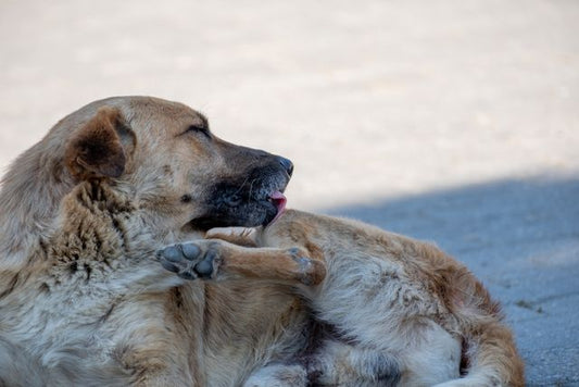 Dog Food Allergies and Sensitivities: What to Look For