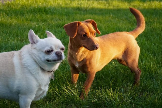 How to Choose the Right Dog Treat for Your Dog's Size and Age